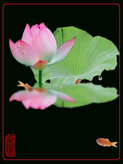 柯汝读邮：荷花T54映日荷花别样红