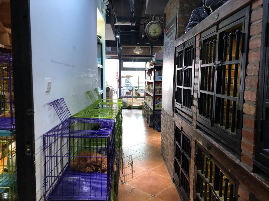 北京月流水超百万的猫狗活体专卖店，都有啥套路？