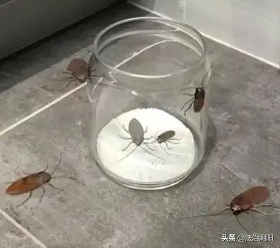 灭蟑螂最好的方法一招解决,蟑螂怎么灭杀最好方法