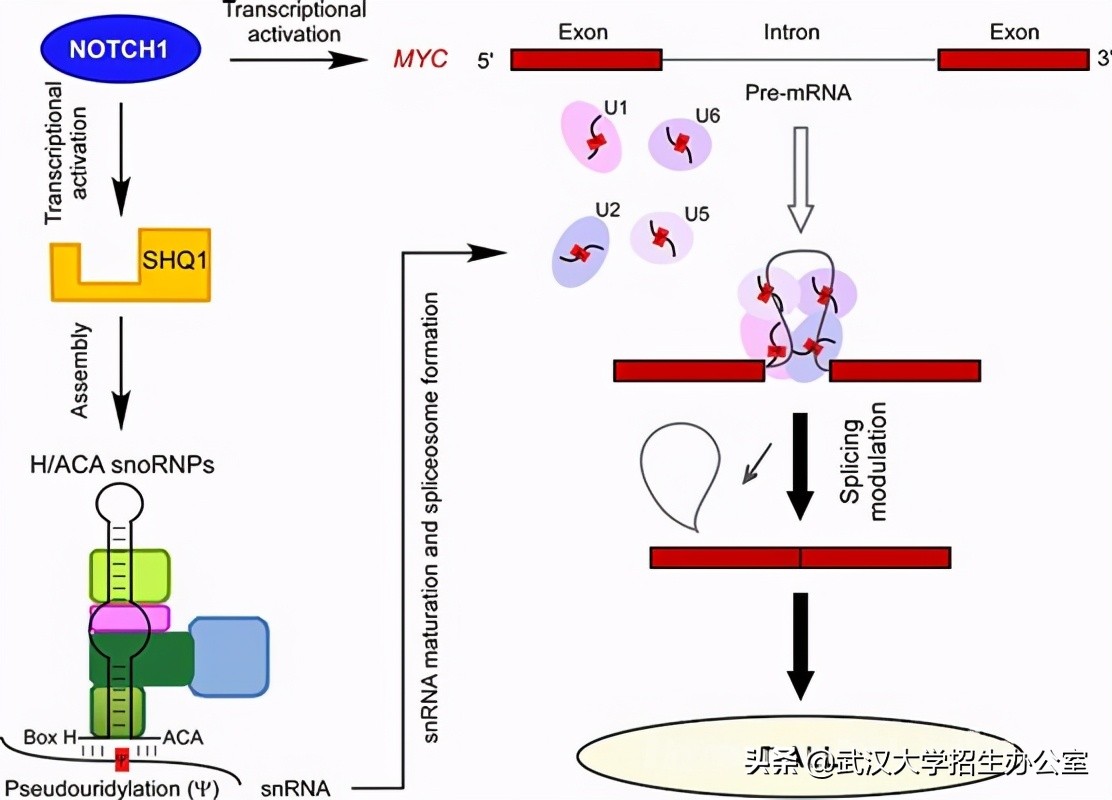 白血病治疗最新突破,国家研究白血病的进展