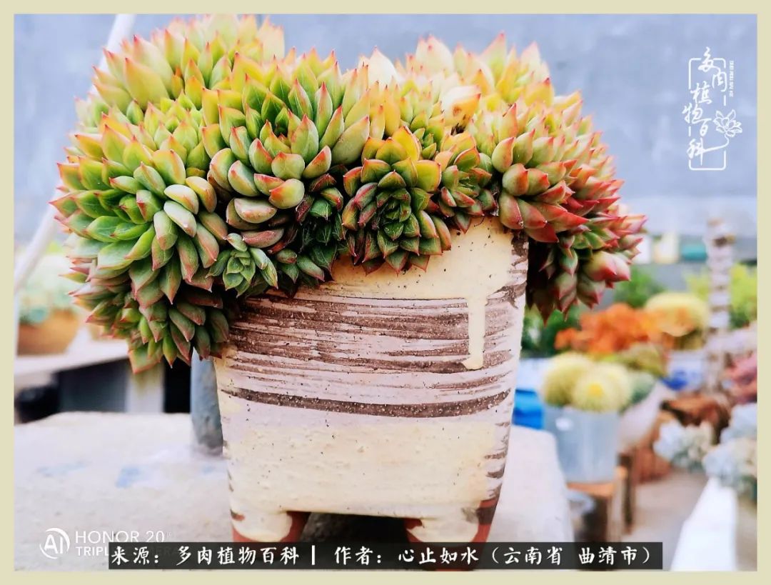 感谢陪伴感恩所有的遇见,让每个人都能感受到多肉的美好