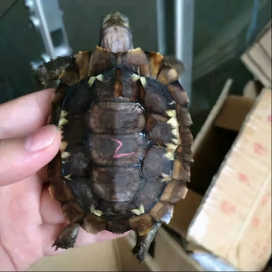 各种龟类图片大全大图,龟类展示会