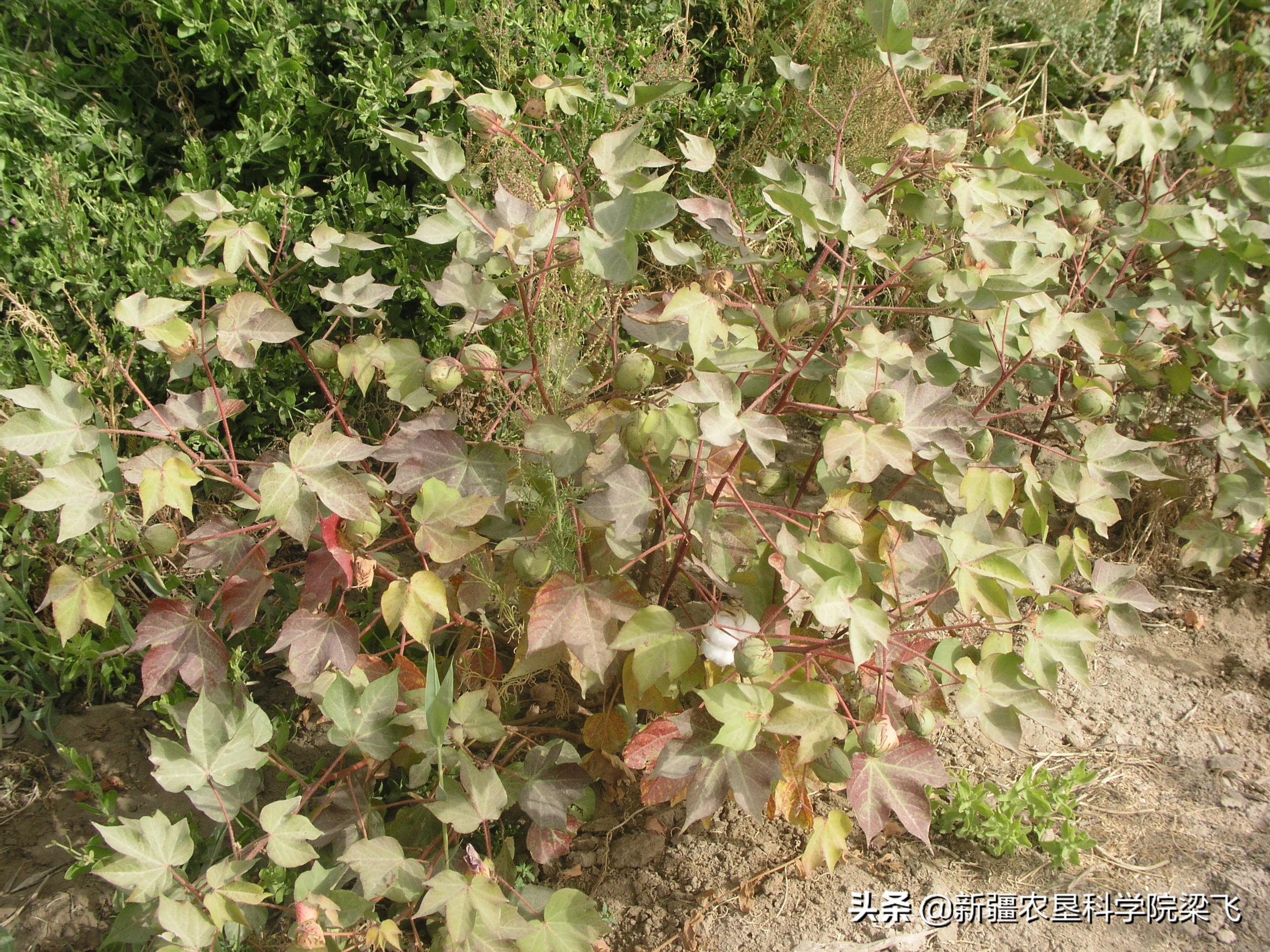 盐角草与碱蓬的区别,盐地碱蓬改良盐碱地