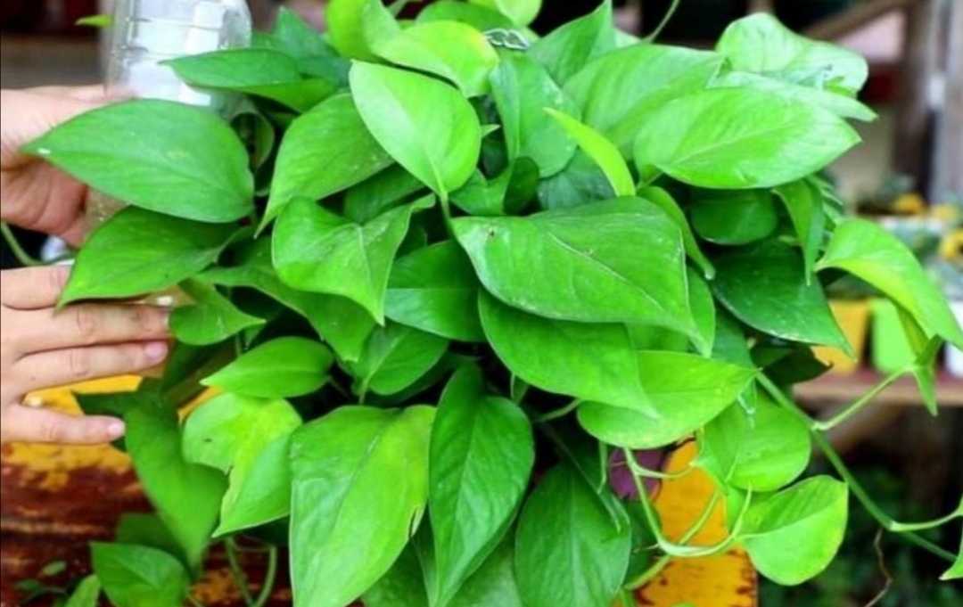 养绿萝只放水,绿萝怎么养才能更旺盛不用肥料养