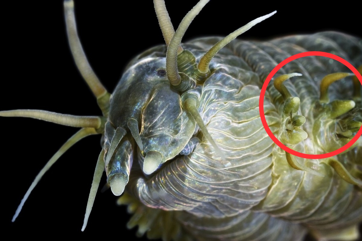 沙蚕为什么被称为万能钓饵,钓鱼用的沙蚕怎么养殖