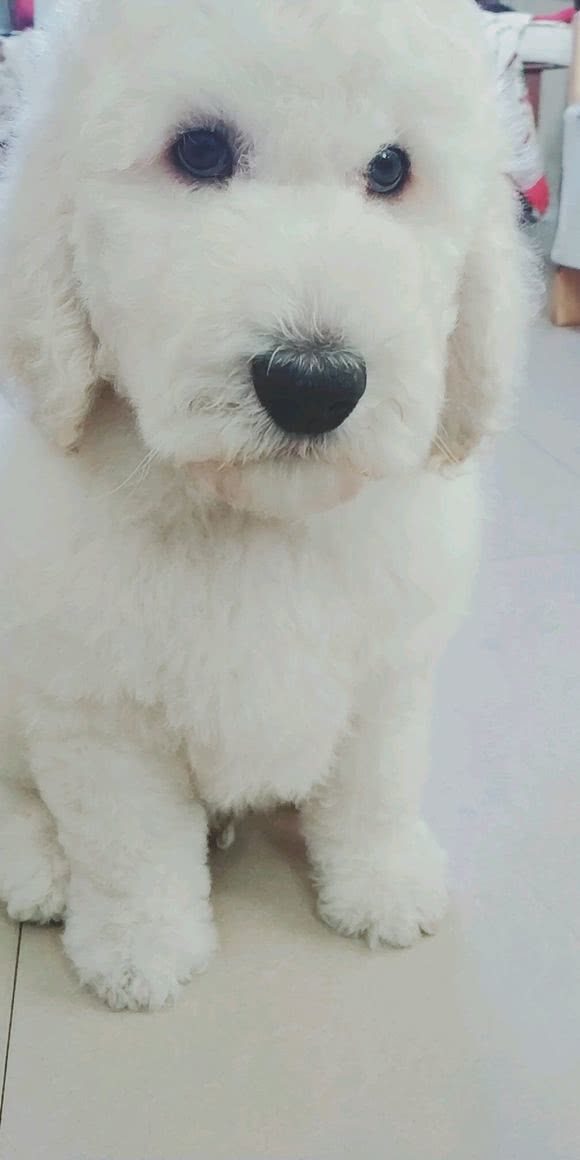 巨型贵宾犬与大泰迪的区别,泰迪巨型贵宾犬养成记