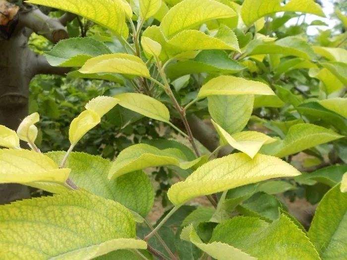 苹果树黄叶病的原因,苹果树黄叶病和打除草剂有关系吗