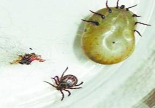 养宠经验狗狗泪痕很严重怎么办,狗狗的寄生虫如何解决