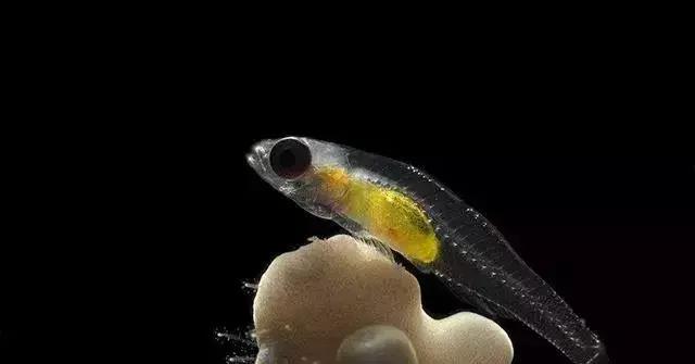 世界十大不寻常宠物,全球最稀有的宠物