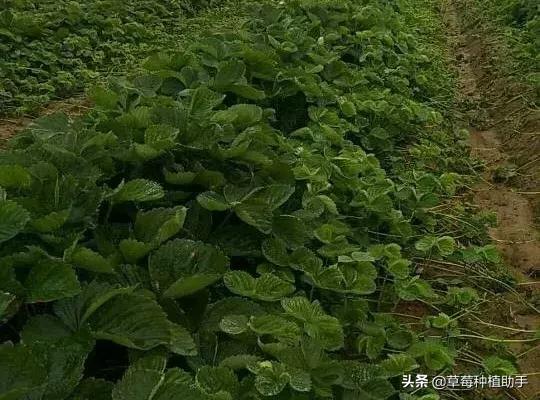 草莓红中柱炭疽病特效药,下雨天草莓炭疽病怎么办