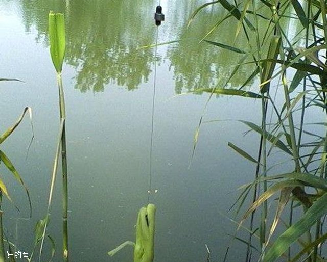 鱼塘里草鱼不是特别多怎么钓,鱼塘用玉米钓草鱼方法与技巧