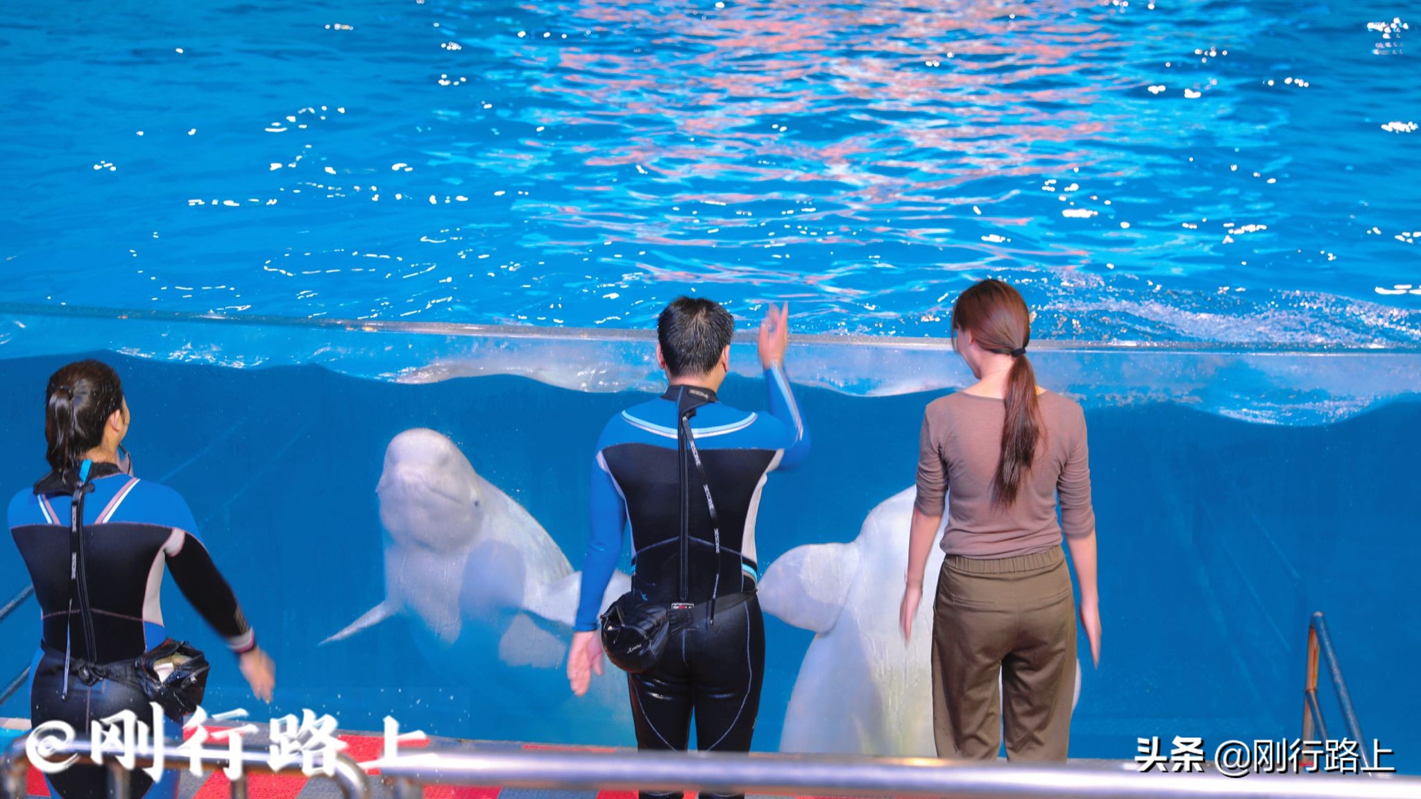 青岛海昌极地海洋世界深海探险,青岛海昌极地海洋世界景点视频