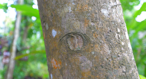 海南呀诺达热带雨林文化旅,三亚诺达雨林旅游攻略