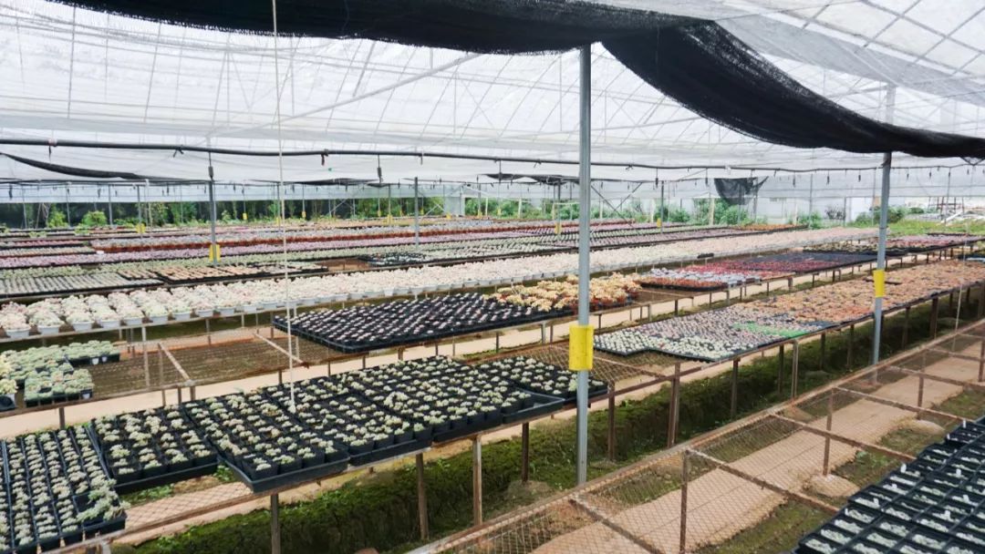 多肉基地批发生石花直播,多肉生石花直播销量第一名