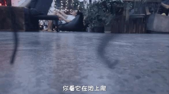 模型师消除家里蟑螂的模型,老袁如何消灭家里的蟑螂