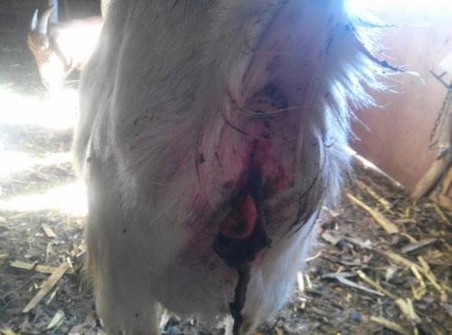 羊死胎是什么原因造成的,羊死胎原因是什么