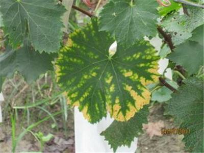 葡萄为什么落果用什么药,葡萄成熟期穗枯落果最佳解决方法