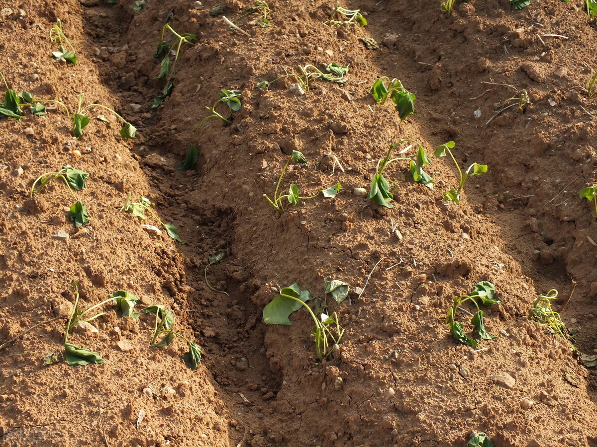 红薯种植时间和方法和步骤,红薯怎么种才是正确