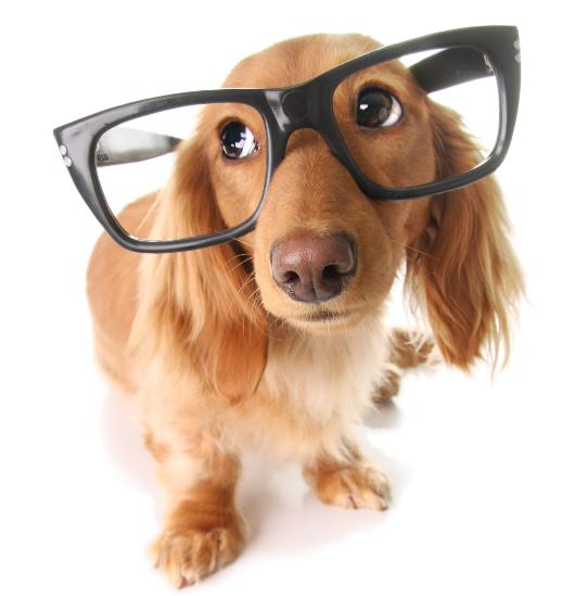 狗狗尾巴动作代表的含义,狗狗的尾巴动作代表的含义