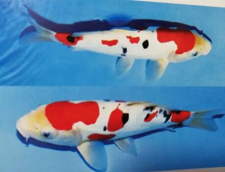 第一次养锦鲤怎么养,新手养锦鲤需要多大的缸