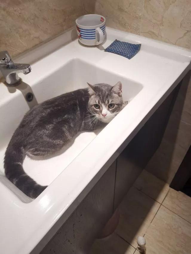 铲屎官最担心猫咪的几件事,爱玩水的猫怎么治