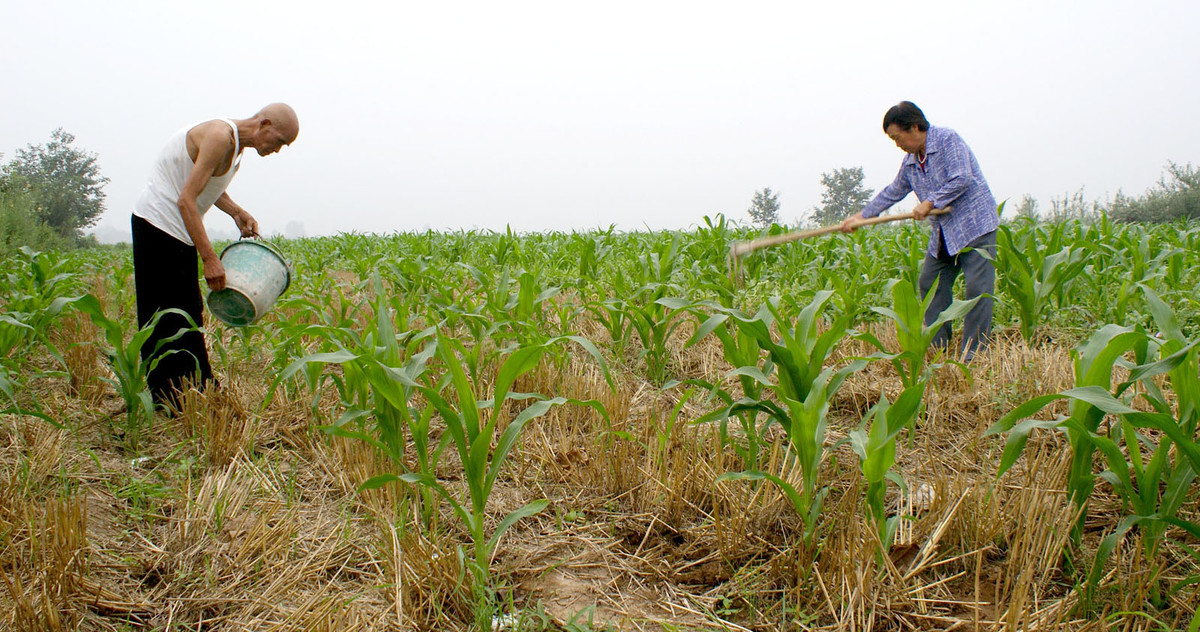 作物发生药害后怎么补救,作物发生药害了怎么办