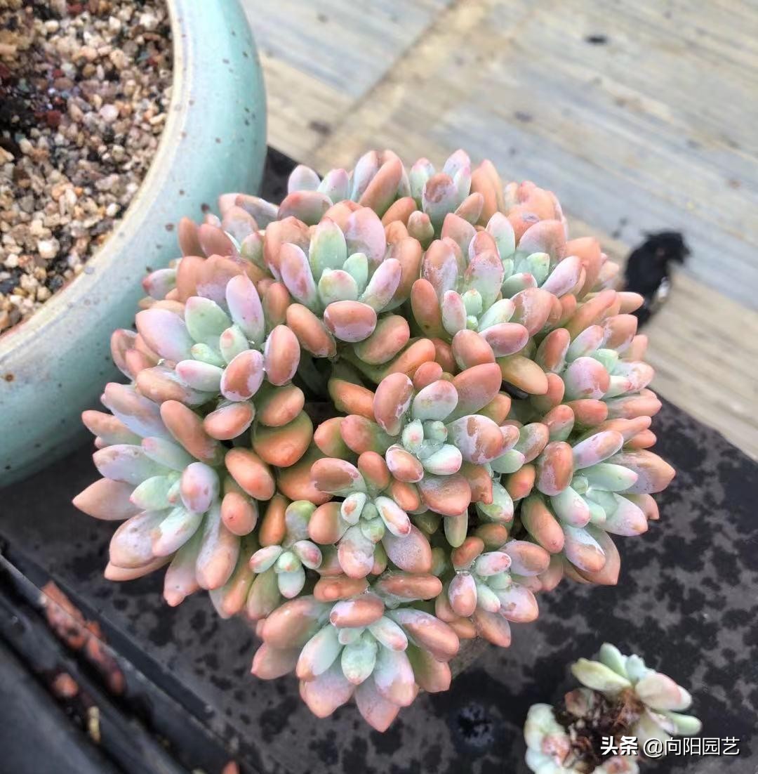 好看好养的植物推荐,最受欢迎的10大多肉品种