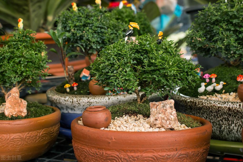 九里香盆栽怎么养小视频,九里香盆栽怎么养好