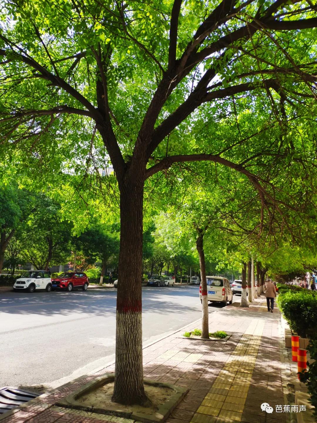 丰华街的白蜡树——新叶冉冉逢谷雨