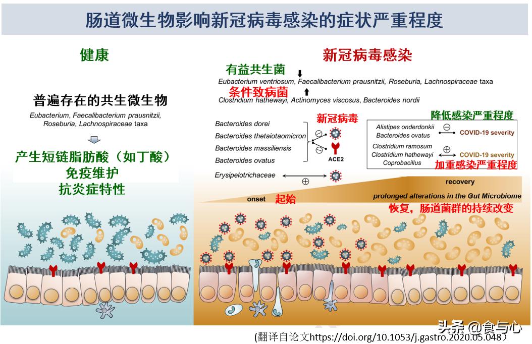 新冠病毒肠道菌群平衡,肠道感染会肠道菌群紊乱吗