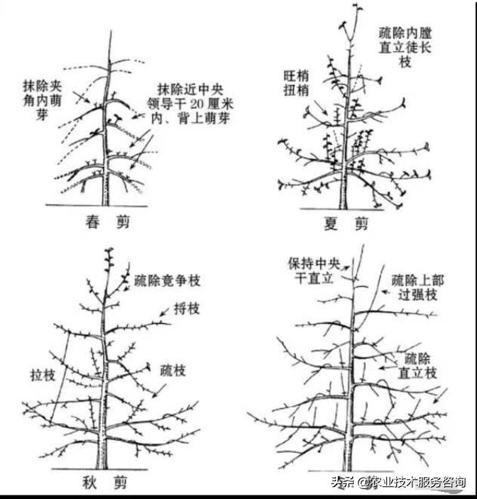苹果树整形修剪基础知识,盆栽果树修剪原则
