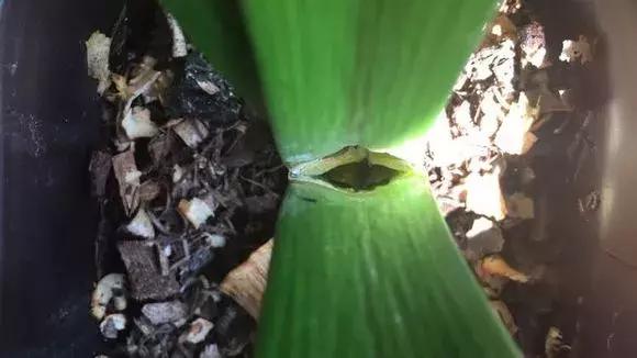 君子兰砍一刀留几公分,君子兰砍了一刀就开花了