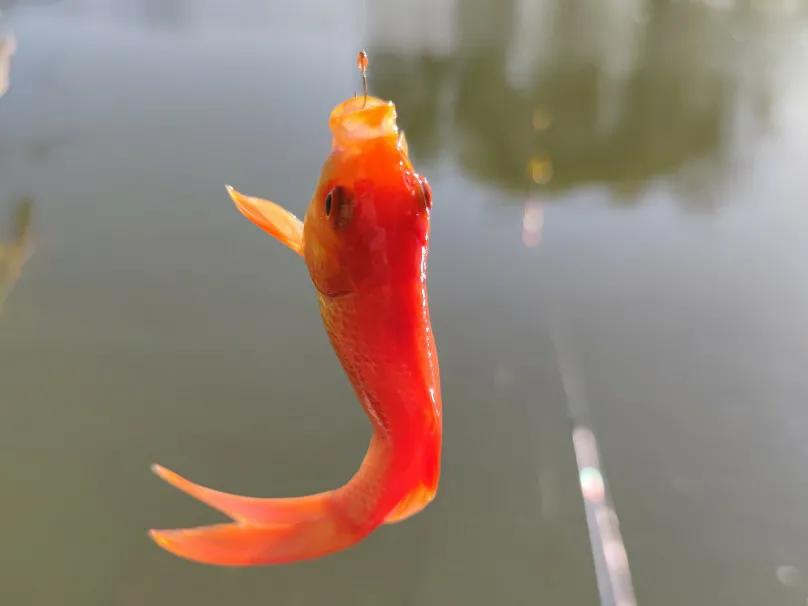 欢迎加入钓鱼队,钓鱼新手第一根鱼竿怎么选