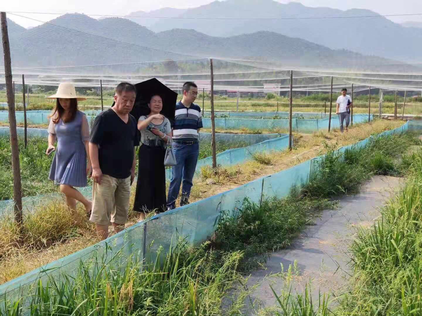 稻田养殖蟾蜍,稻田生态养殖青蛙技术