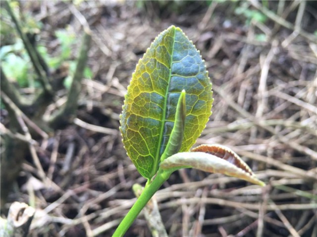 如何沏出香气和滋味俱佳的好茶,什么才是顶级的铁观音茶香