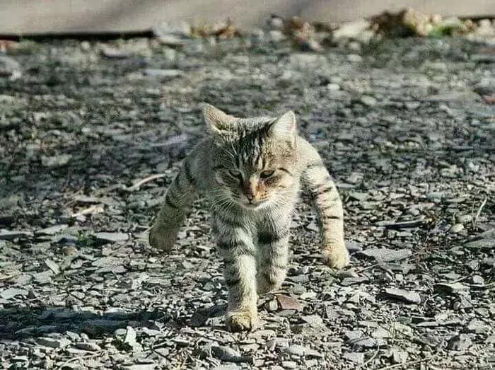 动物星球沙雕系列手办,你从未见过的沙雕手办