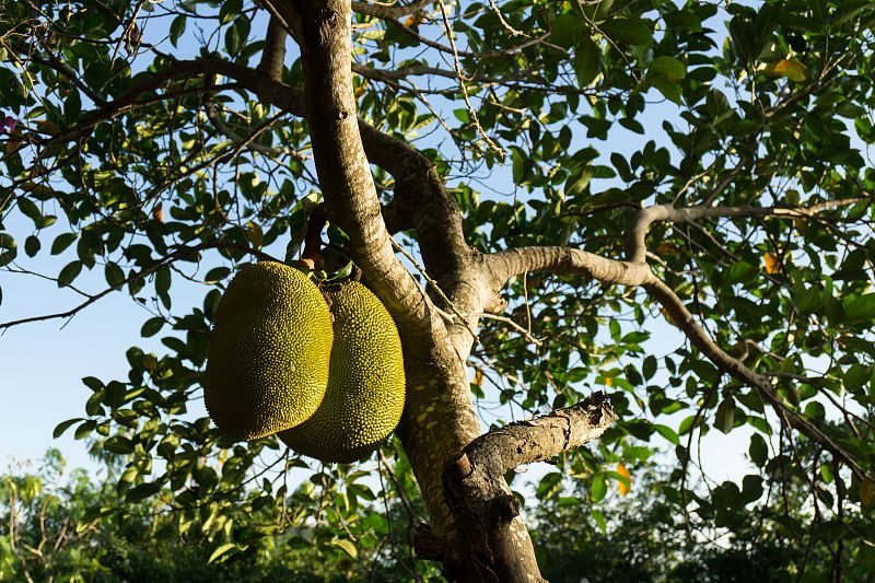 高产菠萝蜜树,菠萝蜜树长大后结果的全过程