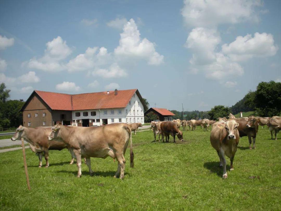 拿花生奶当奶粉，湖南“大头娃娃”的人血馒头好吃吗？
