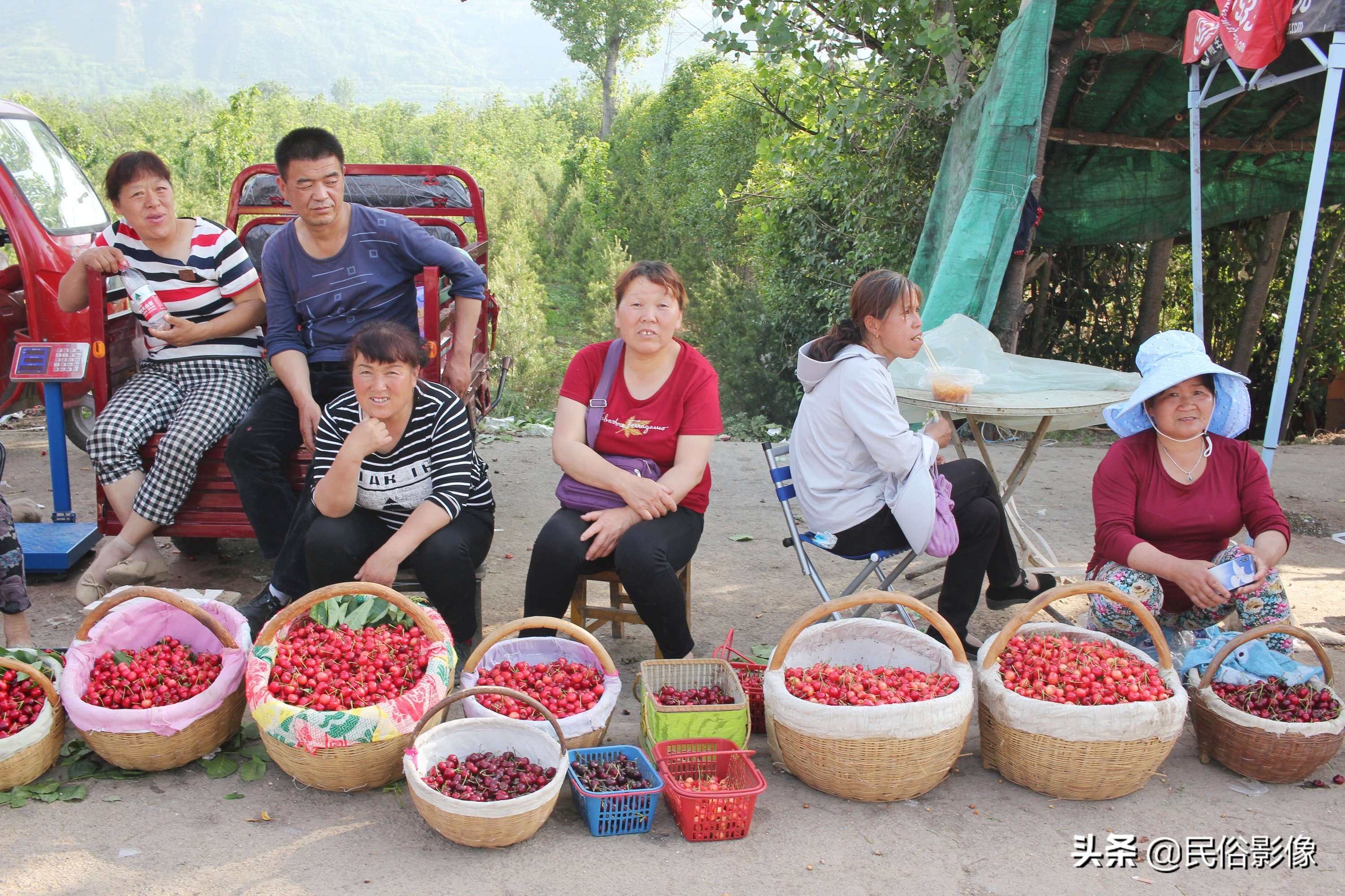 樱桃价格为什么相差那么大,大连美早樱桃价格表