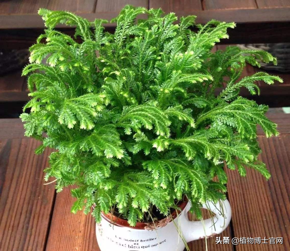 新上盆的卷柏要怎么浇水？