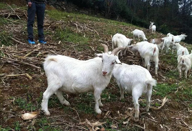 羊眼屎多是什么预兆,羊眼睛发红眼屎多怎么治