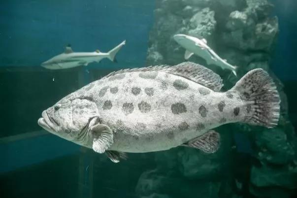 石斑鱼怎么预防死亡,石斑鱼常见疾病及防治