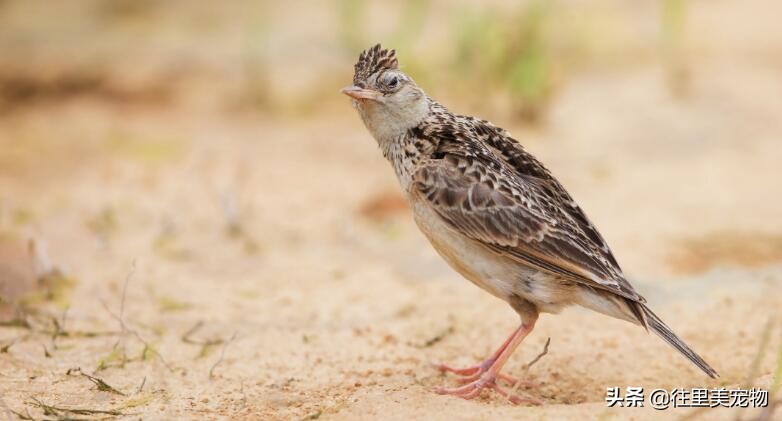 养鸟人注意什么,养鸟喂饲料