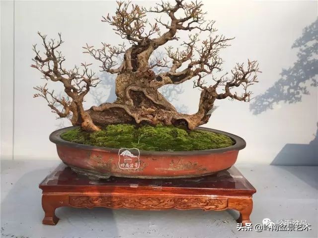 杂木盆景也毫不逊色,杂木盆景值钱吗