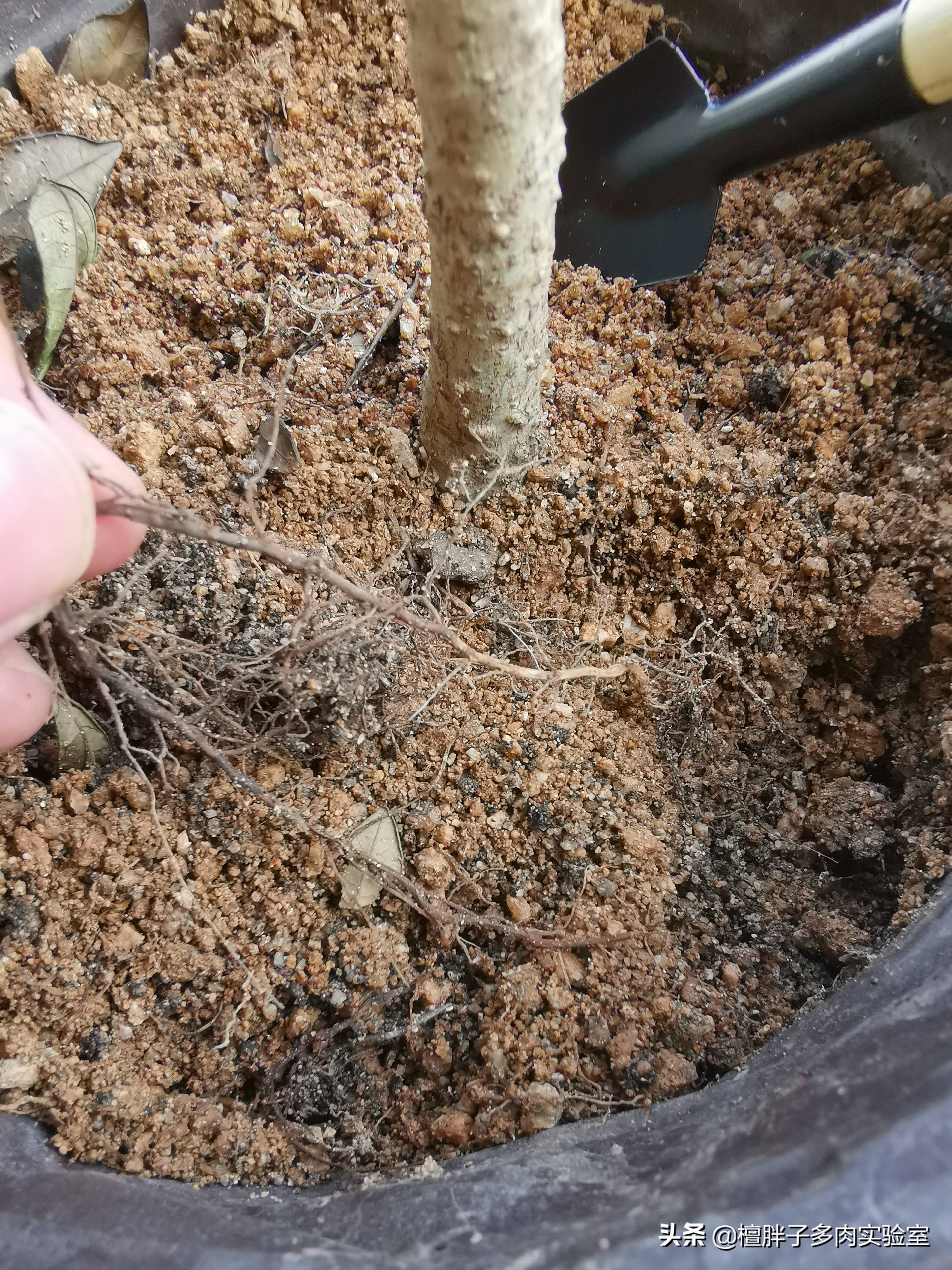 栀子花叶片发黑花苞脱落怎么办,栀子花叶片突然枯萎