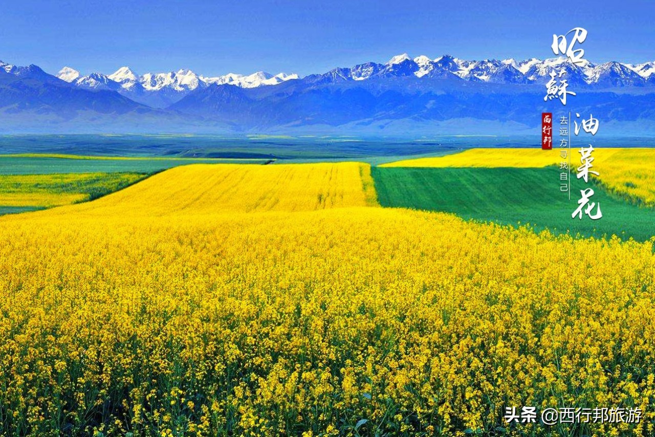 哼，又想「骗」我去*疆新**旅游！