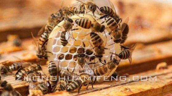蜂群越冬期,论蜜蜂是怎么采蜜的