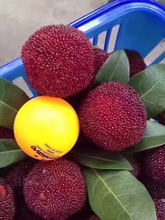 东魁杨梅南北方都可种植,东魁杨梅适合广州种植吗