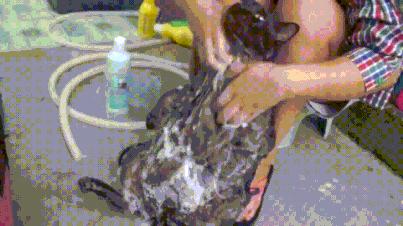 猫咪手脏怎么清洗,如何洗猫咪粘毛的物品