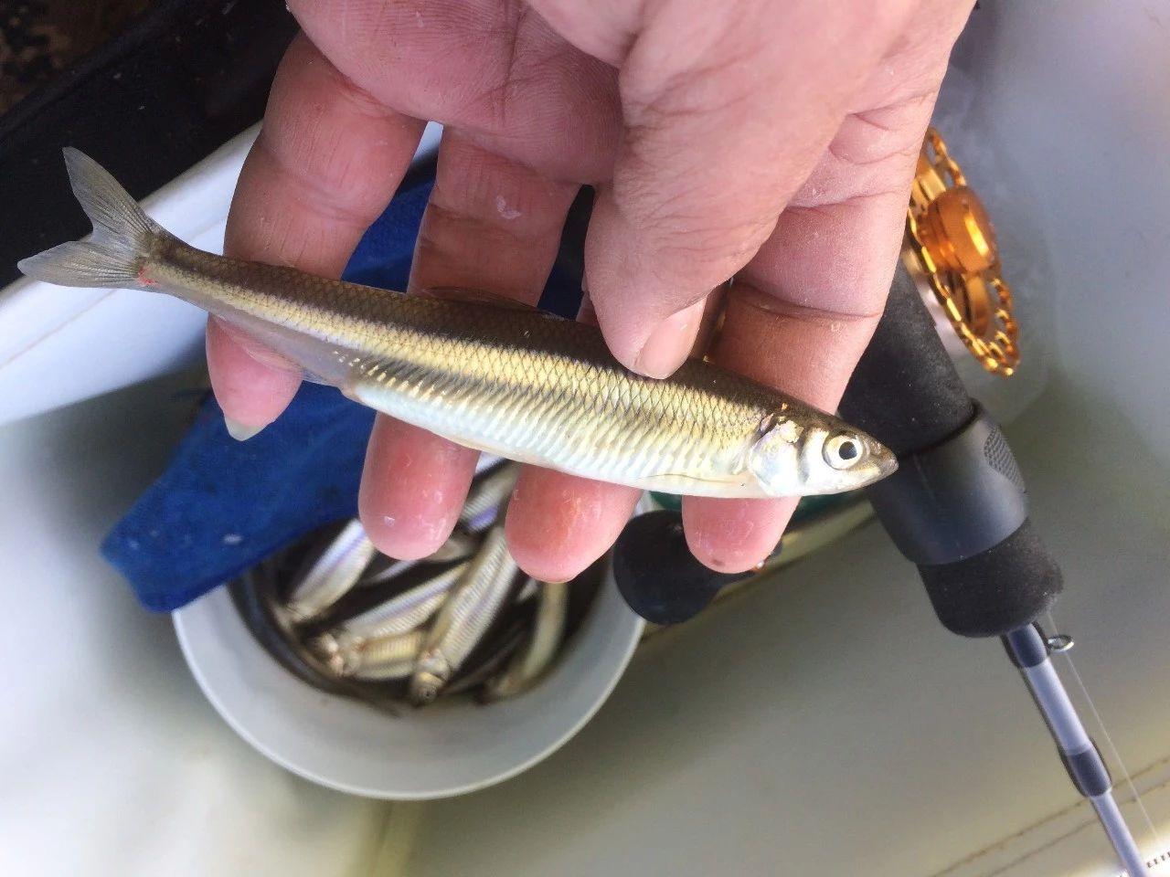 哈尔滨黄瓜香鱼,东北的黄瓜香鱼